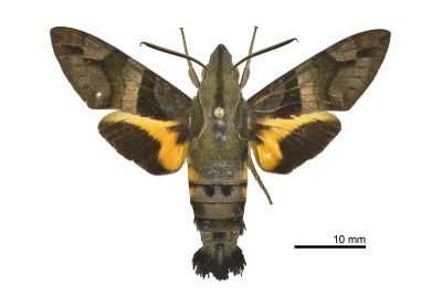 九節木長喙天蛾 Macroglossum divergens heliophila 雄蟲