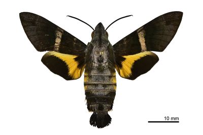 玉帶長喙天蛾 Macroglossum mediovitta 雄蟲