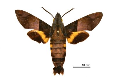 虎皮楠長喙天蛾 Macroglossum passalus 雄蟲