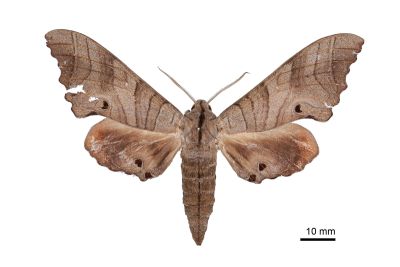 Marumba dyras 雄蟲