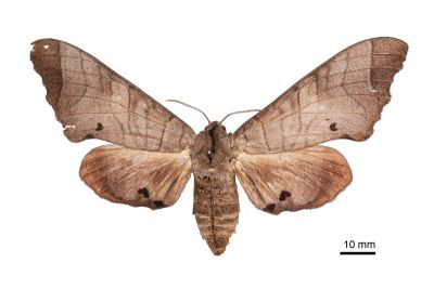 Marumba dyras 雌蟲