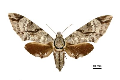粗斜紋背天蛾 Notonagemia analis gressitti 雌蟲