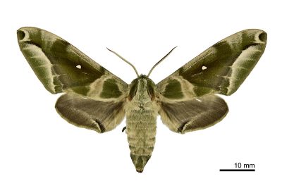 構月天蛾 Parum colligata 雌蟲