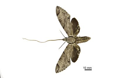 細斜紋霜天蛾 Psilogramma increta 雌蟲