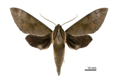 鋸線天蛾 Acosmerycoides harterti 雄蟲