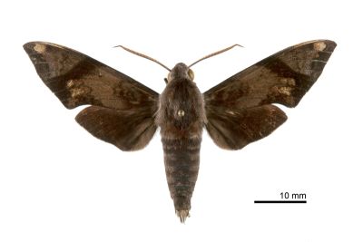 斜帶天蛾 Dahira obliquifascia 雄蟲