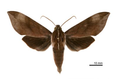 背中白天蛾 Ampelophaga rubiginosa myosotis 雄蟲