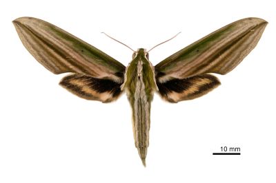 棕綠背線天蛾 Cechetra lineosa 雄蟲