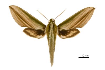 棕綠背線天蛾 Cechetra lineosa 雄蟲