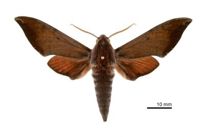 赭色斜帶天蛾 Dahira rubiginosa 雄蟲
