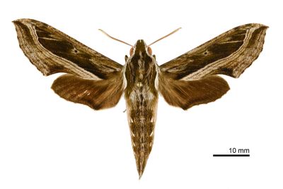 斜線天蛾 Hippotion velox 雄蟲