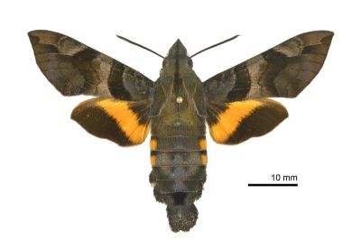 北京長喙天蛾 Macroglossum saga 雌蟲