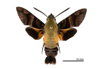 青背長喙天蛾 Macroglossum bombylans 雌蟲