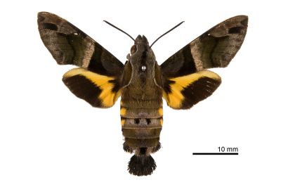 九節木長喙天蛾 Macroglossum divergens heliophila 雌蟲