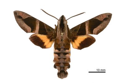 背帶長喙天蛾 Macroglossum mitchellii imperator 雌蟲