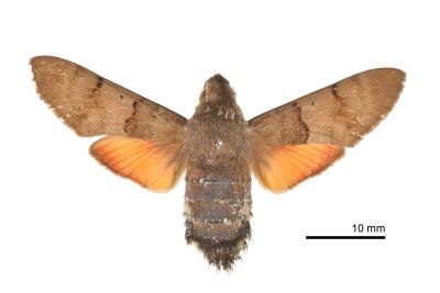 後黃長喙天蛾 Macroglossum stellatarum 雌蟲