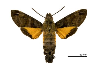 小斜帶長喙天蛾 Macroglossum ungues cheni 雌蟲