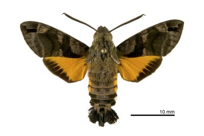小斜帶長喙天蛾 Macroglossum ungues cheni 雄蟲