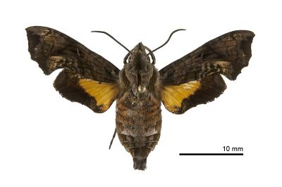 三角凹緣天蛾 Neogurelca himachala sangaica 雌蟲