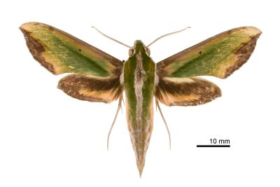 斜綠天蛾 Pergesa acteus 雄蟲