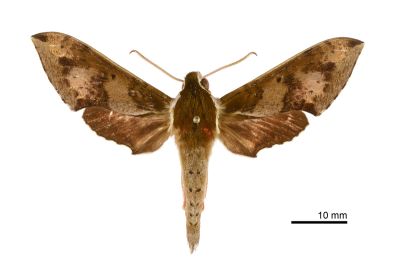 雙斑白肩天蛾 Rhagastis binoculata 雄蟲
