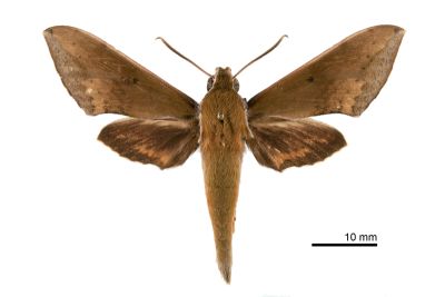 臺灣白肩天蛾 Rhagastis castor formosana 雄蟲