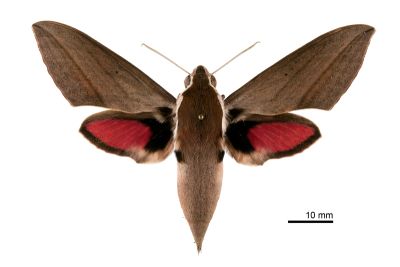 後紅斜紋天蛾 Theretra alecto 雌蟲