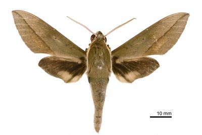 藏斜紋天蛾 Theretra tibetiana 雄蟲