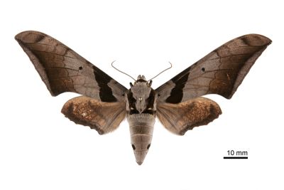 黑帶鷹翅天蛾 Ambulyx japonica angustifasciata 雌蟲