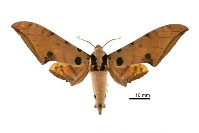 裂斑鷹翅天蛾 Ambulyx ochracea ochracea 雄蟲