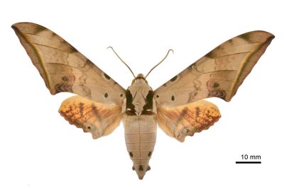 臺灣鷹翅天蛾 Ambulyx sericeipennis 雌蟲