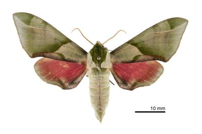 榆綠天蛾 Callambulyx tatarinovii formosana 雌蟲