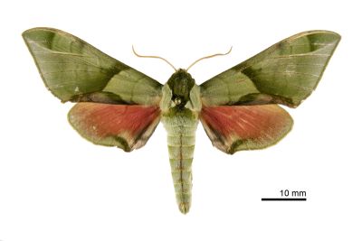 榆綠天蛾 Callambulyx tatarinovii formosana 雄蟲