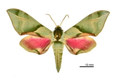 榆綠天蛾 Callambulyx tatarinovii formosana 雄蟲
