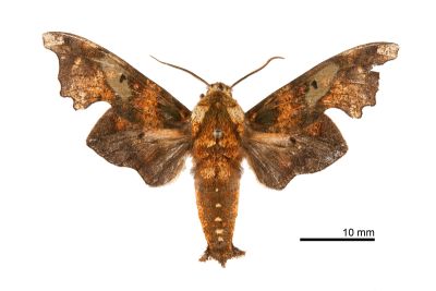 石櫟索天蛾 Smerinthulus mirabilis mirabilis 雄蟲