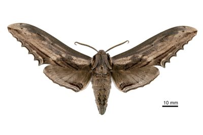 鋸翅天蛾 Langia zenzeroides formosana 雄蟲