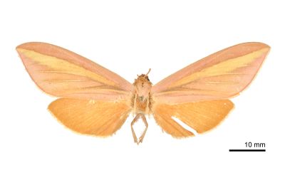 黃條天蛾 Leucophlebia lineata 雌蟲