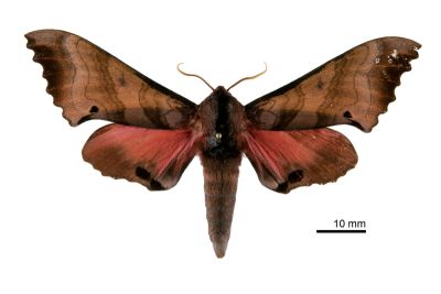 桃紅六點天蛾 Marumba gaschkewitschii gressitti 雄蟲