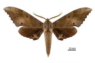 栗六點天蛾 Marumba sperchius sperchius 雄蟲