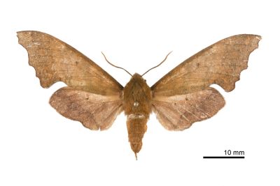 黃斑索天蛾 Smerinthulus perversa flavomaculatus 雌蟲