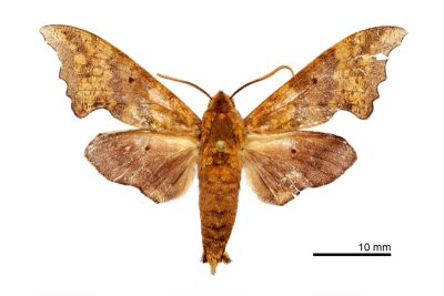 黃斑索天蛾 Smerinthulus perversa flavomaculatus 雄蟲