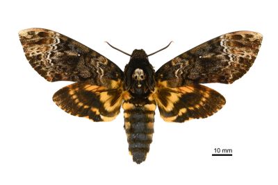 人面天蛾 Acherontia lachesis 雌蟲