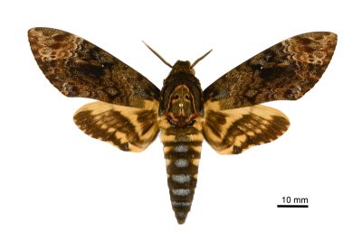 人面天蛾 Acherontia lachesis 雄蟲