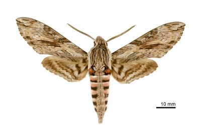 白薯天蛾 Agrius convolvuli 雄蟲