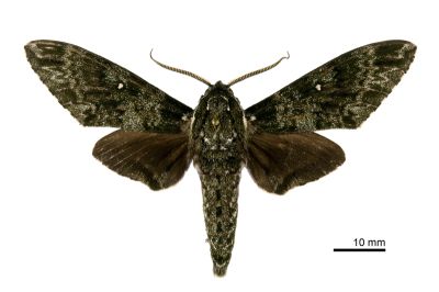 白星天蛾 Dolbina inexacta 雄蟲