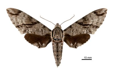 粗斜紋背天蛾 Notonagemia analis gressitti 雄蟲