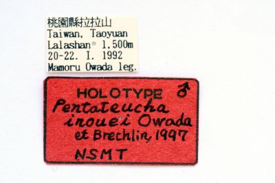 井上氏絨毛天蛾 Pentateucha inouei 雄蟲