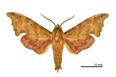 黃斑索天蛾 Smerinthulus perversa flavomaculatus 雄蟲