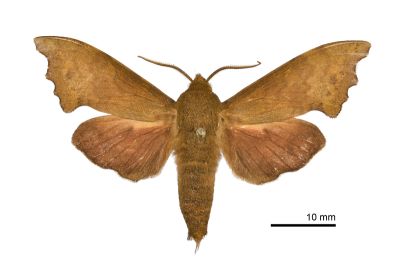 黃斑索天蛾 Smerinthulus perversa flavomaculatus 雄蟲