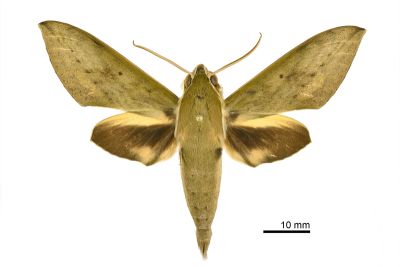 間斷斜紋天蛾 Theretra boisduvalii 雄蟲